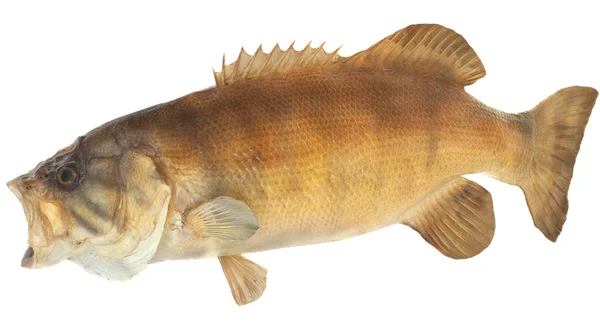 stock image Smallmouth Bass Side View