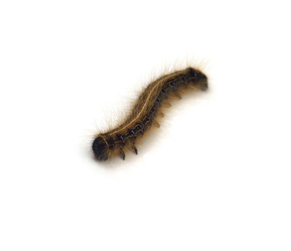 Намет Caterpillar (Malacosoma americanum) — стокове фото