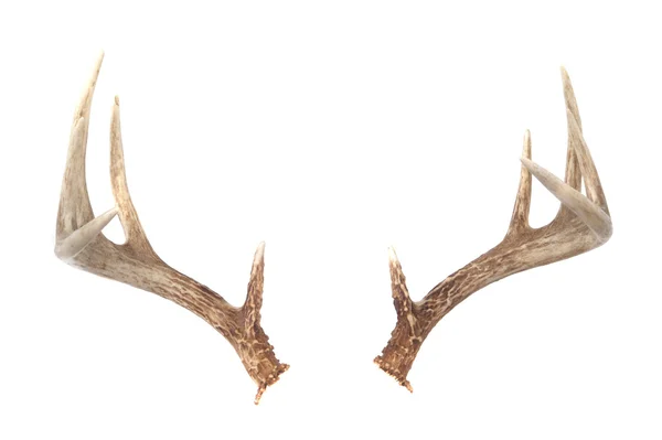 Whitetail jelenia poroże — Zdjęcie stockowe