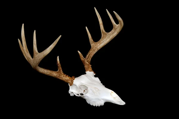 European Deer Mount Angled — Stock Photo, Image