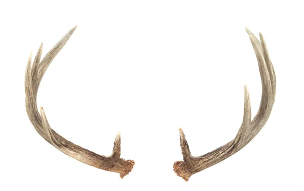 Vista trasera de las astas de ciervo de cola blanca —  Fotos de Stock