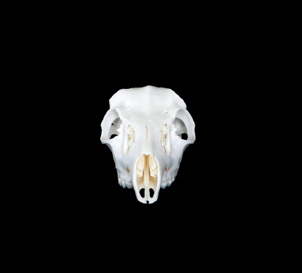 Ciervo cabeza del cráneo en —  Fotos de Stock