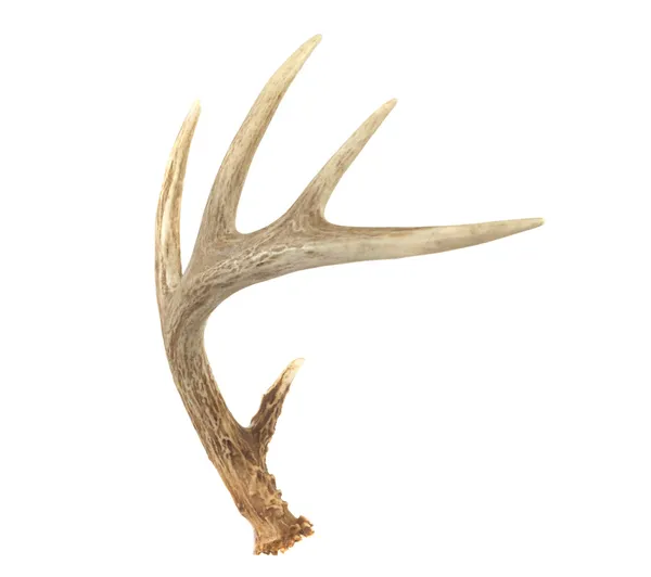 Cornamenta de ciervo de cola blanca en ángulo — Foto de Stock
