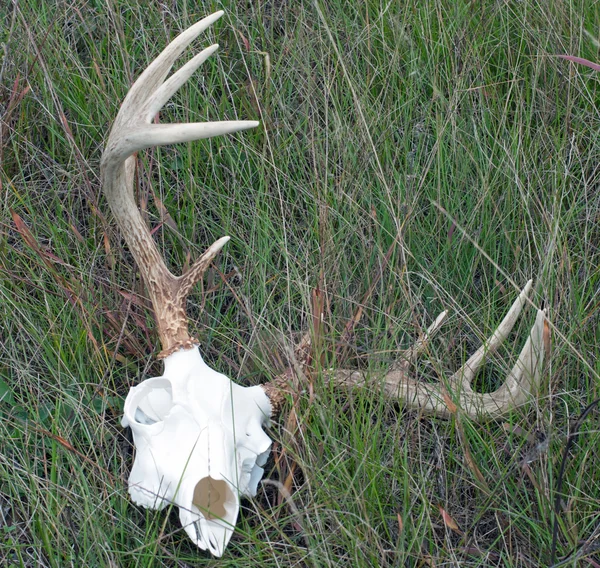 stock image Whitetail Buck Skull and Rack