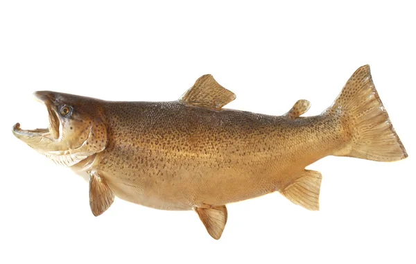 Male Brown Trout Stock Picture