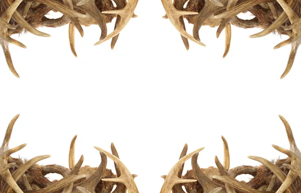 Deer antler gränsen Stockfoto