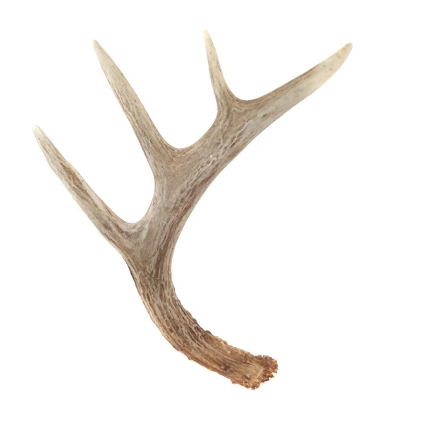 Sidovy av whitetail deer horn Royaltyfria Stockfoton
