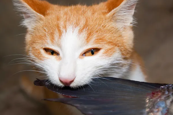 De kunstzinnige kat eet vis — Stockfoto