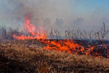 Fire on a dry field