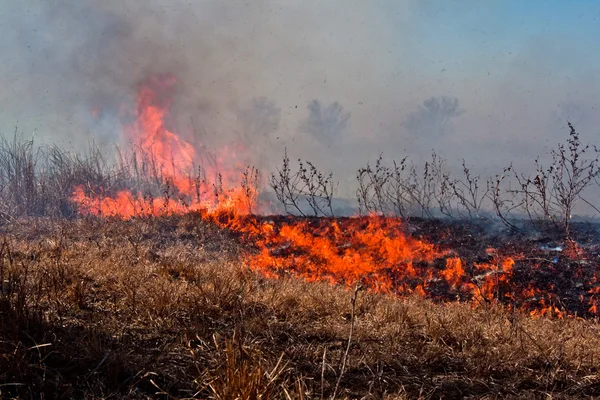 Fuego en un campo seco — Foto de Stock