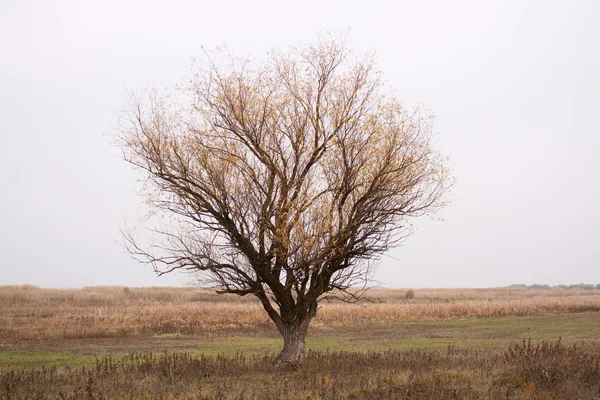 stock image Lonely tree in steppe