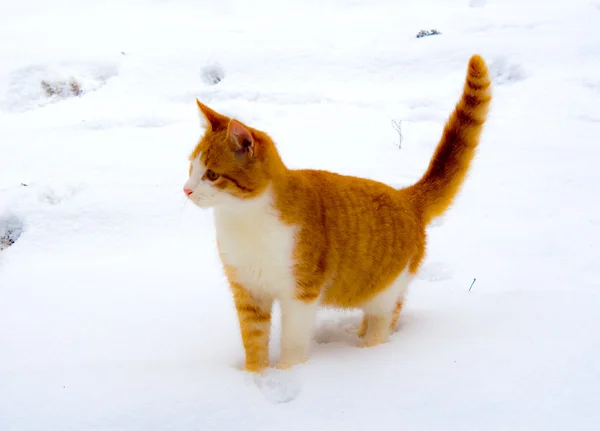 Rode kat op sneeuw — Stockfoto