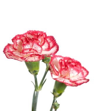 Pink carnations clipart