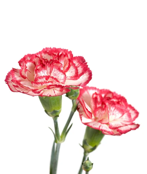 Cravos-de-rosa — Fotografia de Stock