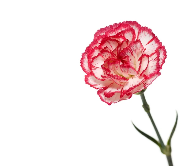 Œillet Rose Sur Fond Blanc — Photo