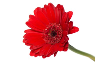 Gerbera