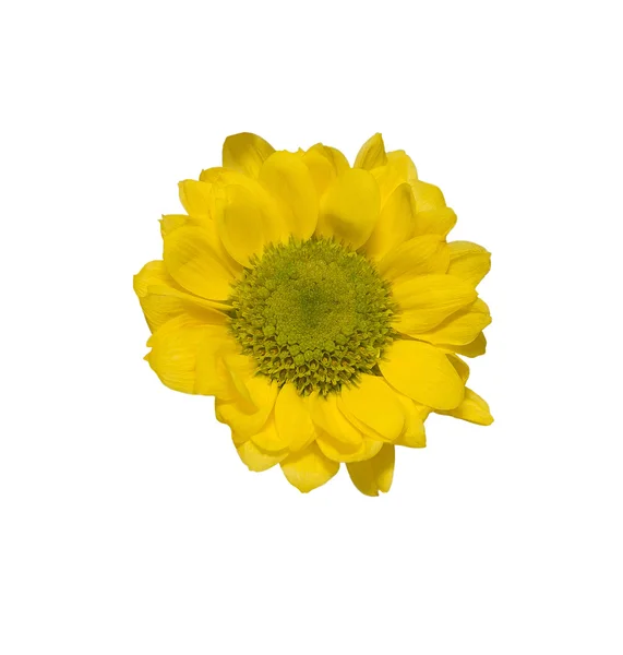 Crisantemo Foto Stock Royalty Free