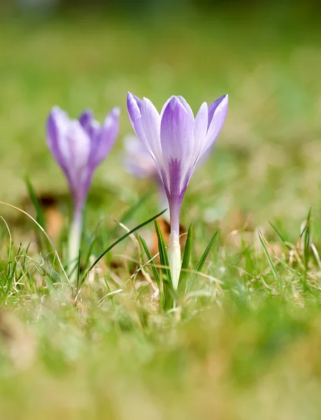 stock image Crocus