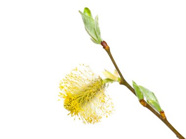 Salix caprea