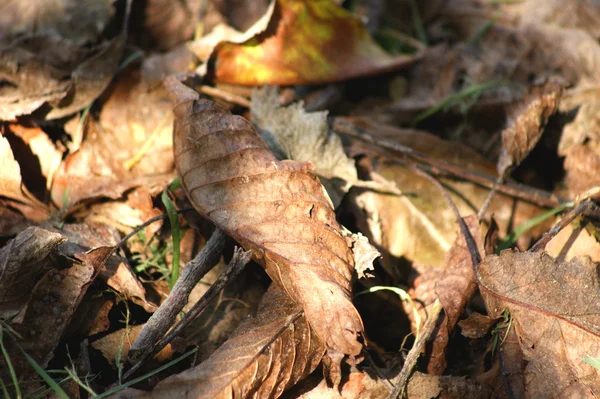 stock image Some brown and old leaves in the autum