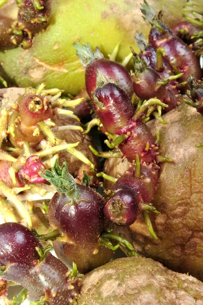 Les pommes de terre biologiques en herbe sont encore saines à manger — Photo