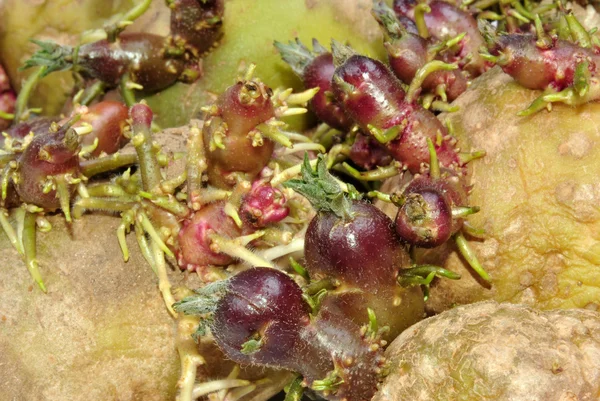 Le patate biologiche in erba sono ancora salutari da mangiare — Foto Stock