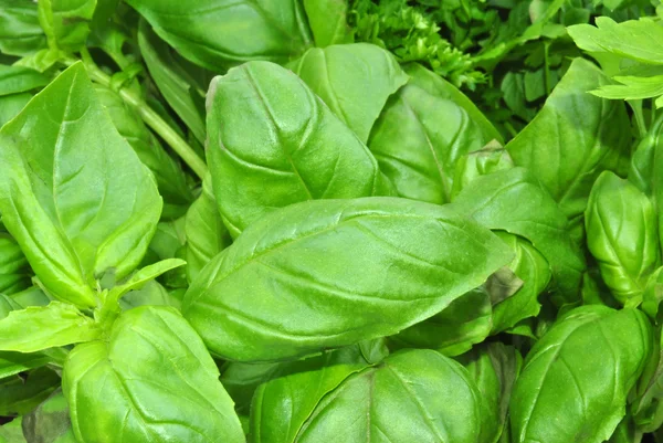 Organic leaf basil good to use in the kitchen — Stock Photo, Image