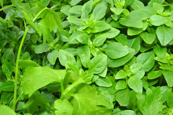 Manjericão folha orgânica bom para usar na cozinha — Fotografia de Stock