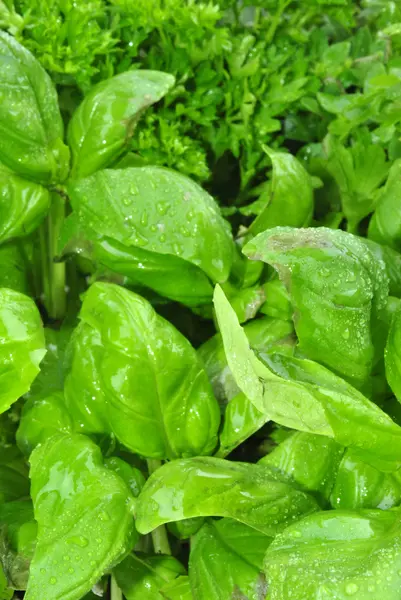 Organic leaf basil usefull as spice in the kitchen — Stock Photo, Image