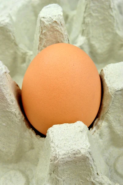 Jeden brązowy jajko organiczne w kartonie transportu — Zdjęcie stockowe