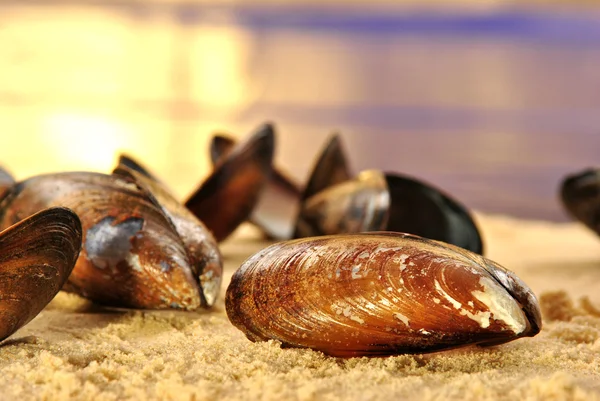 Some open mussel on a sandy beach — Stock Photo, Image