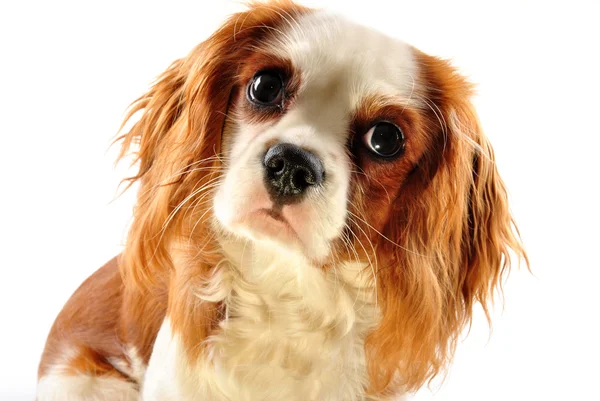 Cavalier king charles spaniel and white background — Stock Photo, Image