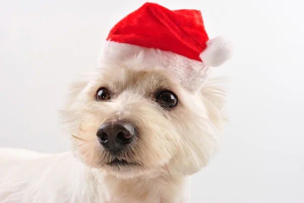 stock image A young west highland terrier with santa hat