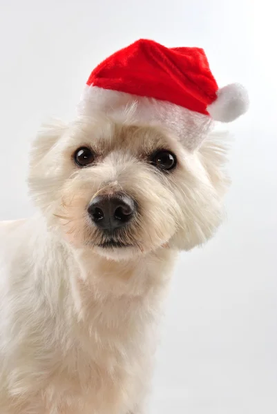 Un joven West Highland terrier con sombrero de santa Imagen de stock