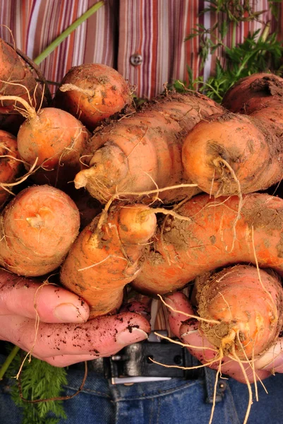 Alcune carote biologiche fresche del campo — Foto Stock
