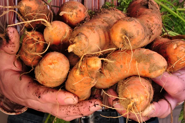 Alcune carote biologiche fresche del campo — Foto Stock