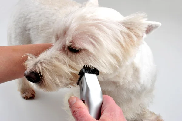Tagliare il proprio giovane West Highland terrier — Foto Stock