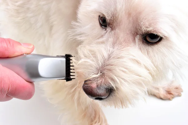 Trim your own young west highland terrier — Stock Photo, Image