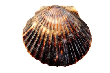 bazı açık tarak shell