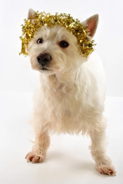 Un joven West Highland terrier con decoración de Santa Claus —  Fotos de Stock