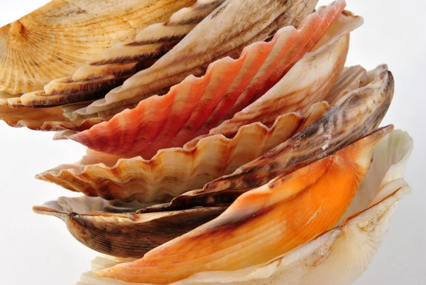 Some open scallop shell — Stock Photo, Image