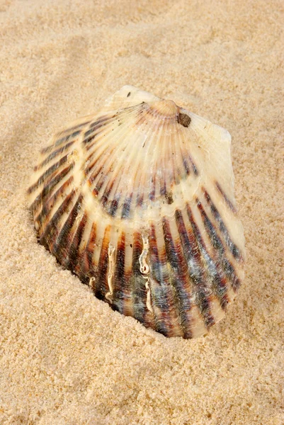 stock image Some open scallop shell