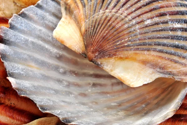 Some open scallop shell — Stock Photo, Image