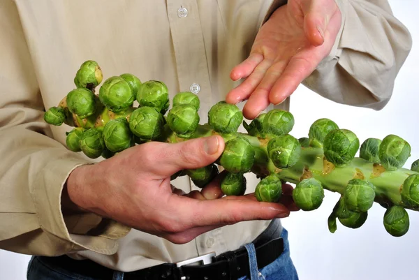 Some fresh and healthy organic brussels sprouts — Stock Photo, Image
