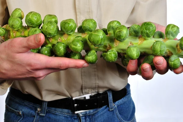 Некоторые свежие и здоровые органические брюссельские капусты — стоковое фото
