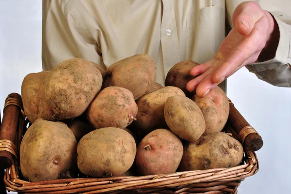 Sommige verse organische aardappel in een mand — Stockfoto