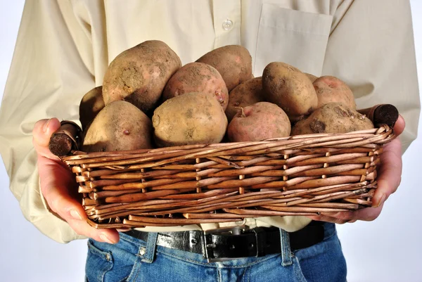 Sommige verse organische aardappel in een mand — Stockfoto