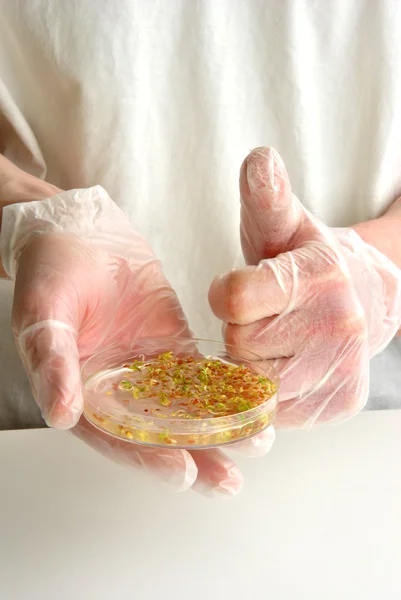 Laboratoy com ramificações em uma placa de Petri — Fotografia de Stock