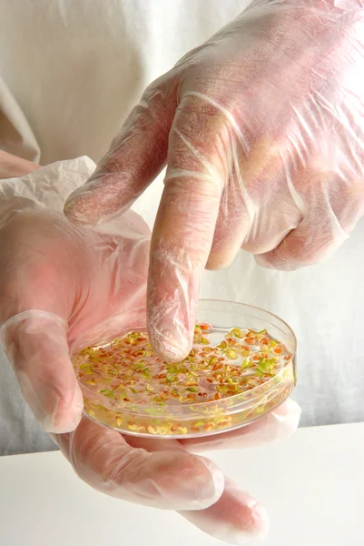 Laboratoy with offshoots in a petri dish — Stock Photo, Image