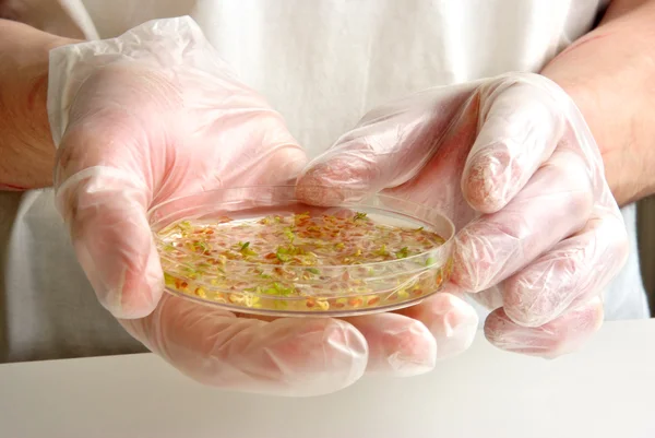 Laboratoy with offshoots in a petri dish — Stock Photo, Image